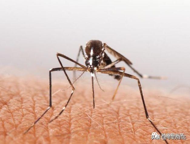 家里蚊子多怎么辦？教你放盆水，不到3毛錢蚊子全都“死翹翹”