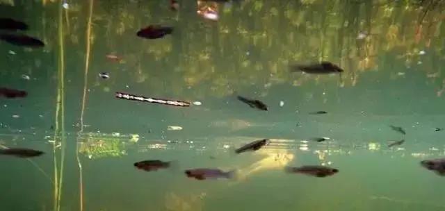 幫幫科普:蚊子的克星——食蚊魚