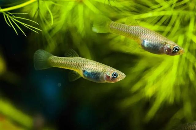 幫幫科普:蚊子的克星——食蚊魚