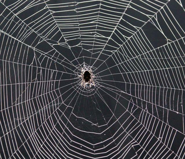 蜘蛛這種看似“邪惡”的生物，能給人類帶來什么便利？