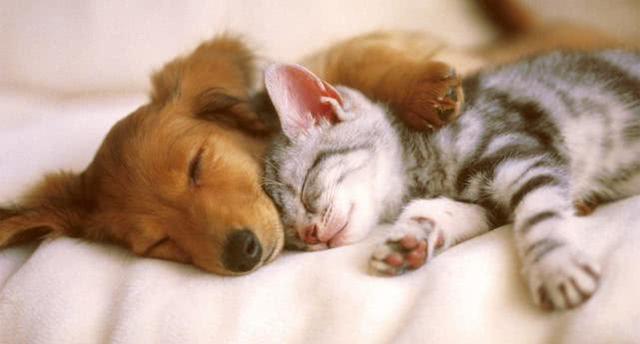 所有動物都需要睡眠嗎，那些低等動物是否也要“睡覺”嗎？