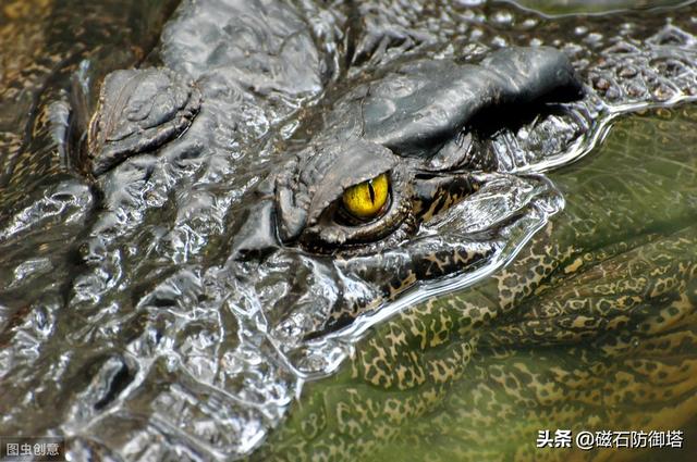辟謠：研究發(fā)現(xiàn)鱷魚流眼淚并非排鹽，更不是假慈悲