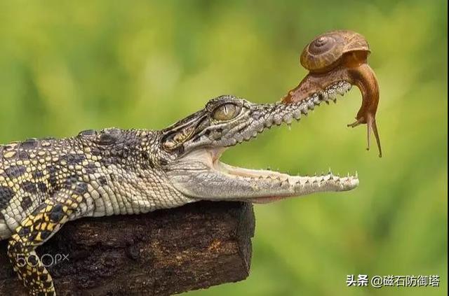 辟謠：研究發(fā)現(xiàn)鱷魚流眼淚并非排鹽，更不是假慈悲