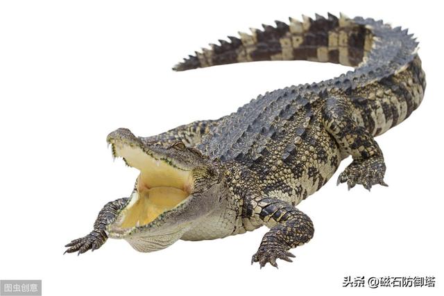 辟謠：研究發(fā)現(xiàn)鱷魚流眼淚并非排鹽，更不是假慈悲