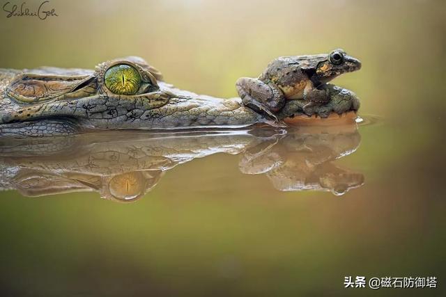 辟謠：研究發(fā)現(xiàn)鱷魚流眼淚并非排鹽，更不是假慈悲