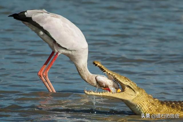 辟謠：研究發(fā)現(xiàn)鱷魚流眼淚并非排鹽，更不是假慈悲