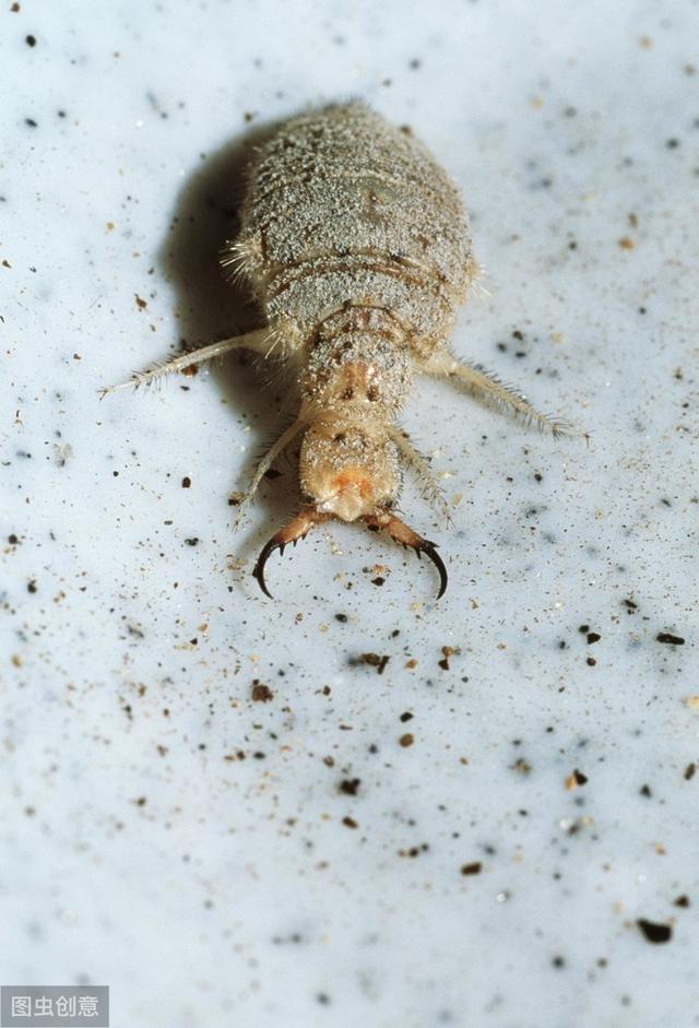 看起來弱不禁風(fēng)，卻是昆蟲殺手，幼蟲以螞蟻為食