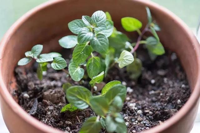 這些可以驅趕害蟲的植物很適合種家里，絲毫不孫色于觀花植物