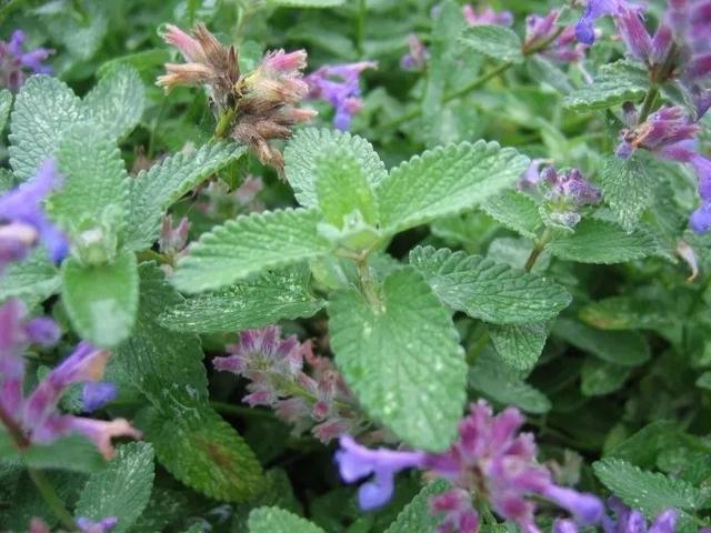 這些可以驅趕害蟲的植物很適合種家里，絲毫不孫色于觀花植物
