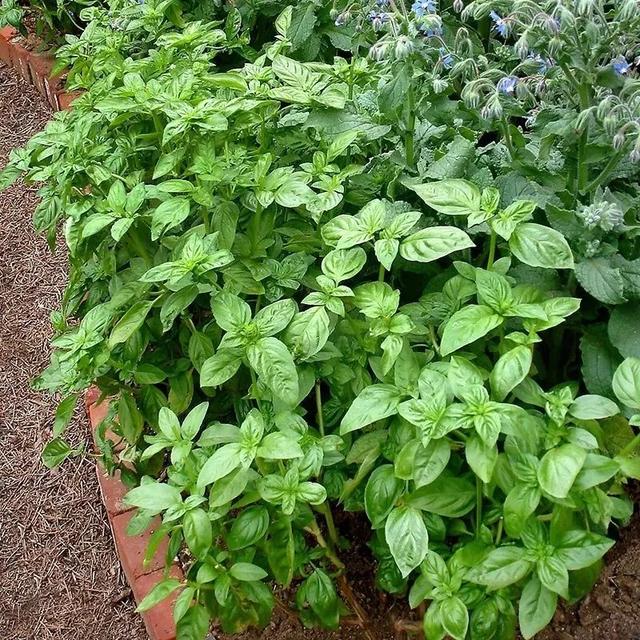 這些可以驅趕害蟲的植物很適合種家里，絲毫不孫色于觀花植物