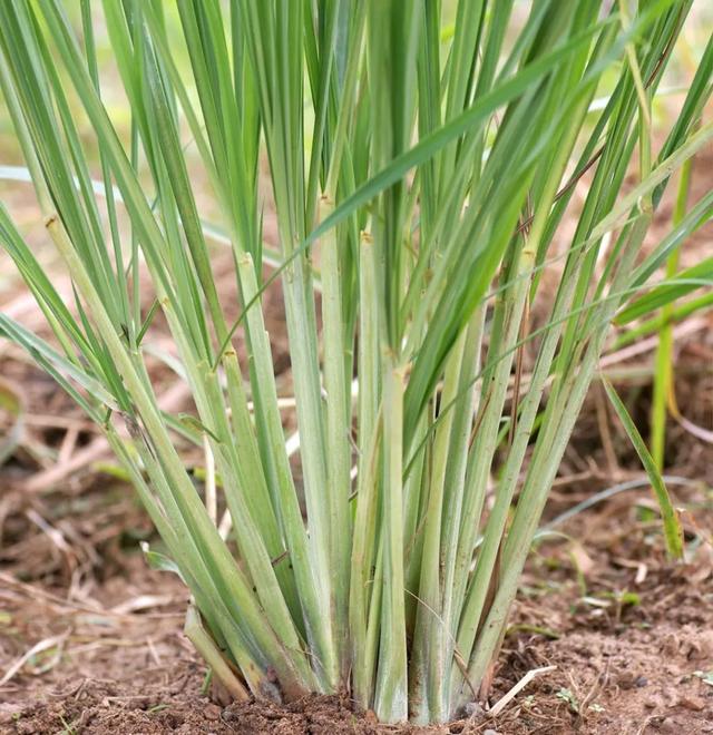 這些可以驅趕害蟲的植物很適合種家里，絲毫不孫色于觀花植物