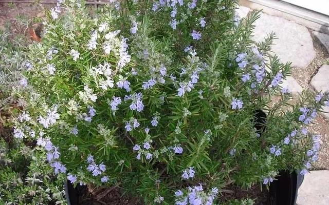 這些可以驅趕害蟲的植物很適合種家里，絲毫不孫色于觀花植物