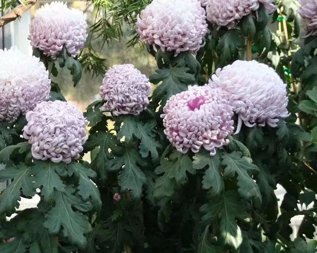 這些可以驅趕害蟲的植物很適合種家里，絲毫不孫色于觀花植物