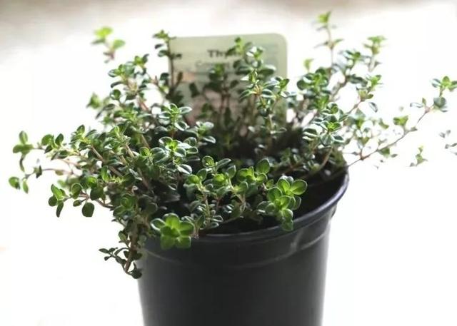 這些可以驅趕害蟲的植物很適合種家里，絲毫不孫色于觀花植物