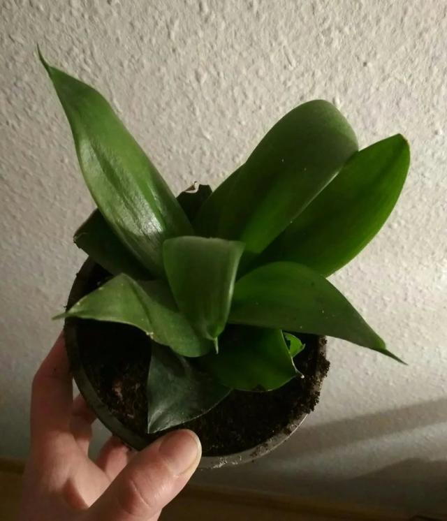 預防植物感染蟲害要掌握幾個技巧，否則容易感染這8種常見害蟲