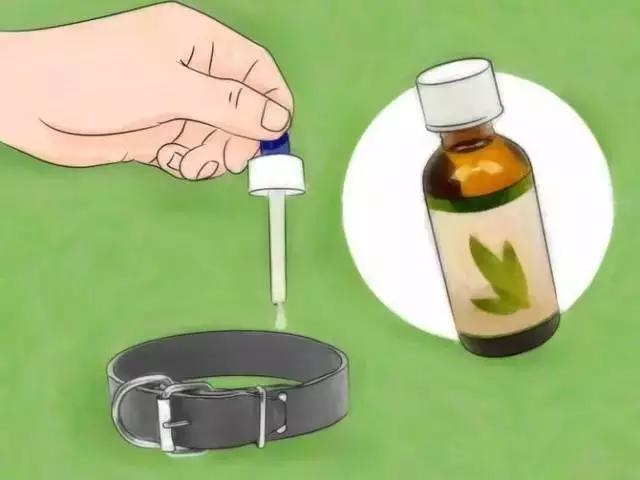 如果發(fā)現(xiàn)家中有跳蚤，只需這樣做，跳蚤就通通不見(jiàn)了