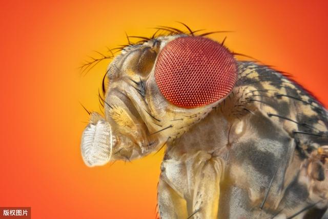果蠅與科學丨為遺傳學做出巨大貢獻的果蠅，如此優(yōu)秀怎么消滅
