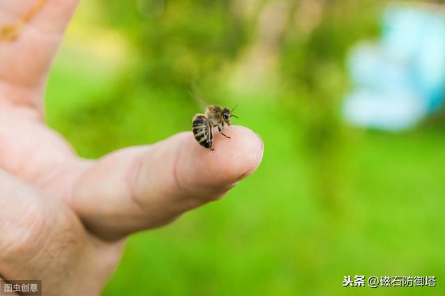蜜蜂為什么蟄完人就會(huì)死？會(huì)死為什么還要蜇人？