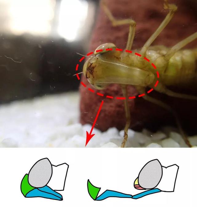 意想不到的狩獵武器，其貌不揚(yáng)的水中殺手——水蠆