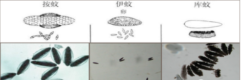 自述|越冬蚊蟲的防治