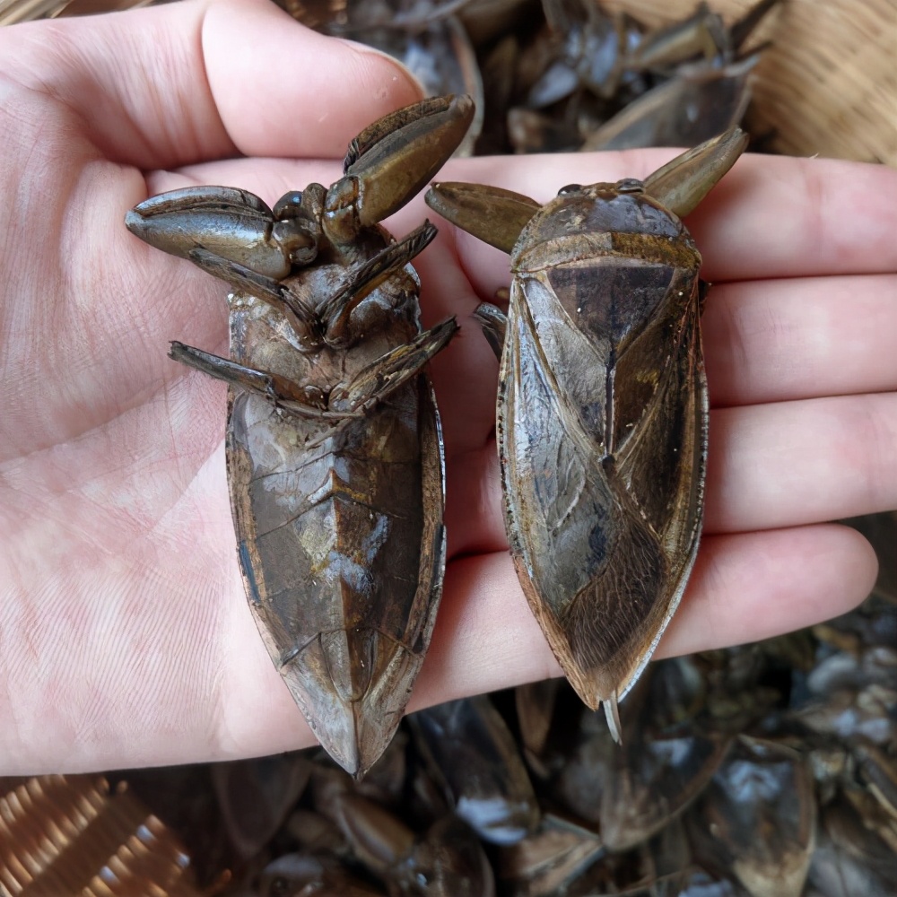 盤點(diǎn)昆蟲界的十大“巨無霸昆蟲”