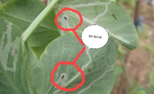這個(gè)蟲叫地圖蟲，自然界中會(huì)畫畫的蟲，很多人沒(méi)見(jiàn)過(guò)它的真面目！