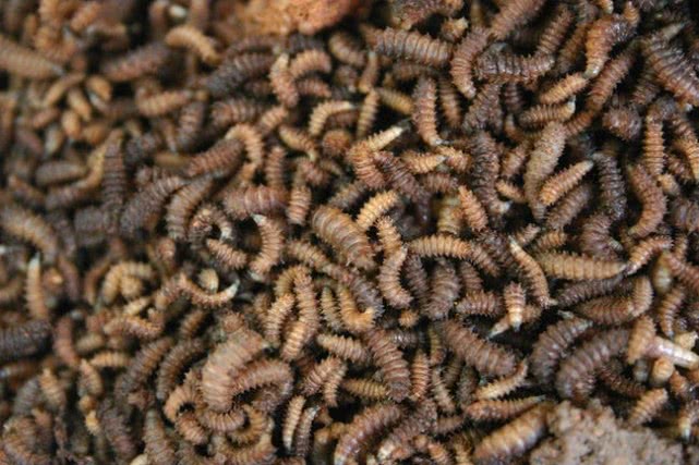 昆蟲有多可怕？無(wú)處不在看似渺小，表現(xiàn)出的“超能力”細(xì)思極恐