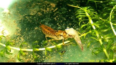 "異形"原型？水下又一兇猛昆蟲(chóng)出現(xiàn)，原來(lái)是蜻蜓稚蟲(chóng)——水蠆