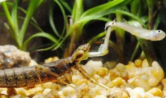 "異形"原型？水下又一兇猛昆蟲(chóng)出現(xiàn)，原來(lái)是蜻蜓稚蟲(chóng)——水蠆