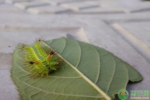害蟲是怎么定義的？主要分為哪幾種？