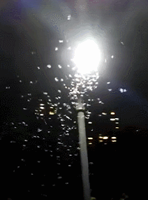 頭皮發(fā)麻，雨后的超級(jí)噩夢(mèng)又來(lái)了！成千上萬(wàn)聚集