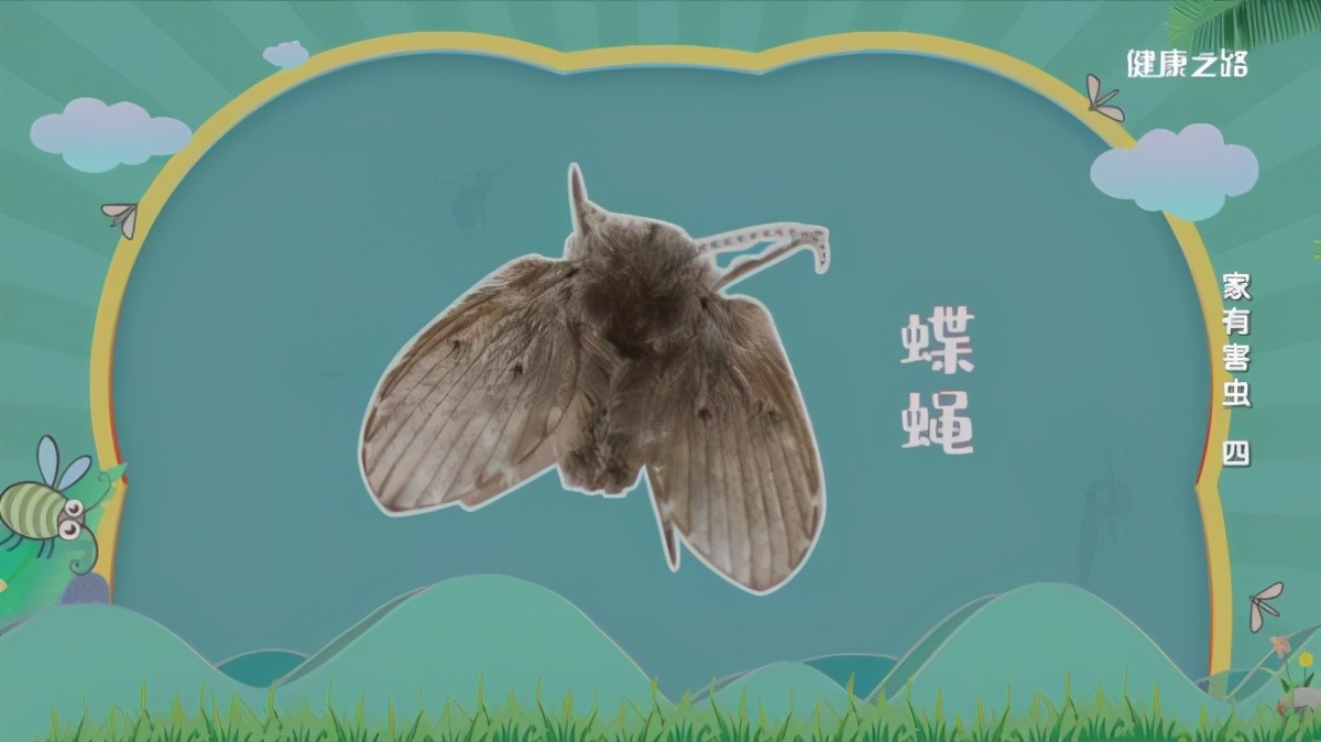 專(zhuān)家這么說(shuō)：家中出現(xiàn)糧食蛀蟲(chóng)、衣服蛀蟲(chóng)不要怕！我們有辦法
