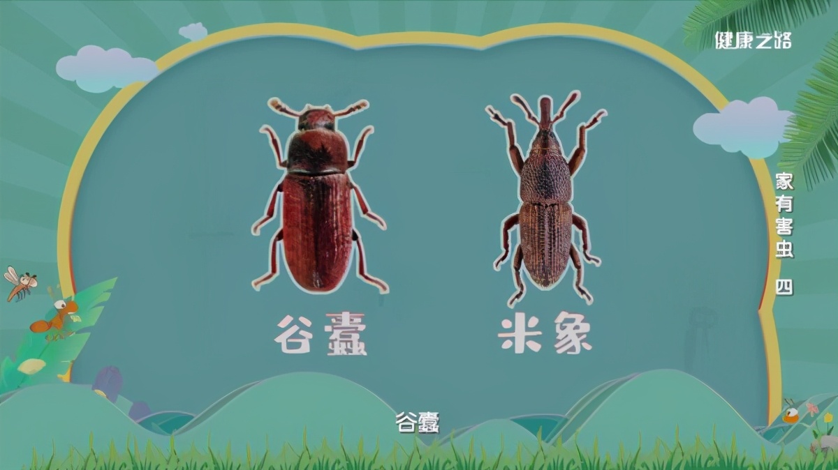 專(zhuān)家這么說(shuō)：家中出現(xiàn)糧食蛀蟲(chóng)、衣服蛀蟲(chóng)不要怕！我們有辦法