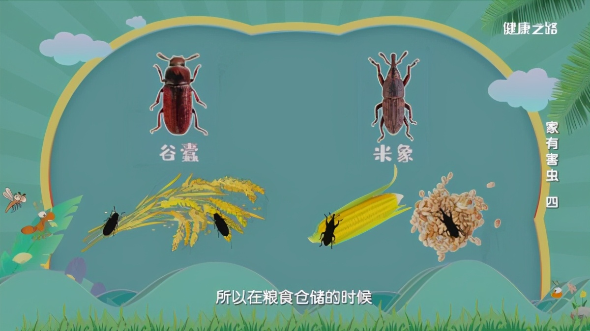 專(zhuān)家這么說(shuō)：家中出現(xiàn)糧食蛀蟲(chóng)、衣服蛀蟲(chóng)不要怕！我們有辦法