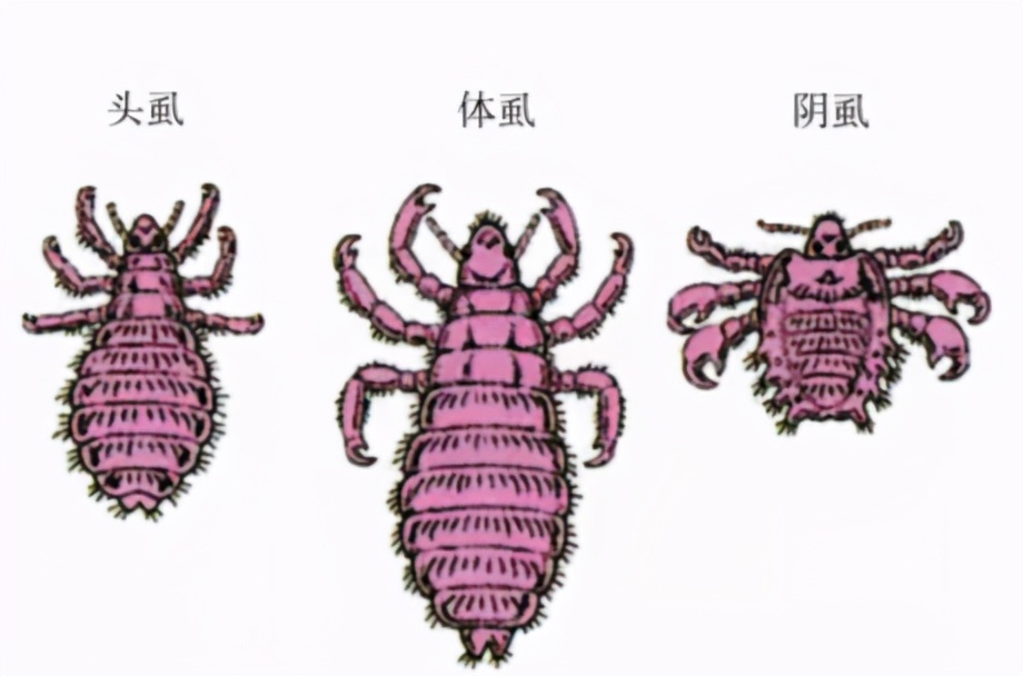 吸人血，傳播病毒！小小的一只卻改變了一場戰(zhàn)爭的勝局