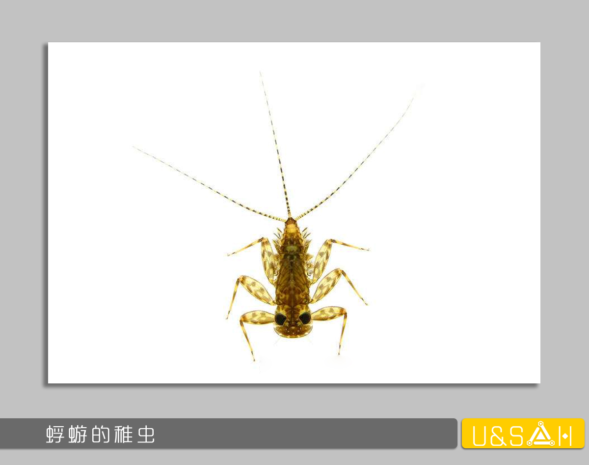 世間最變態(tài)的生物是什么？是蝴蝶！最殘忍的生物呢？還是蝴蝶