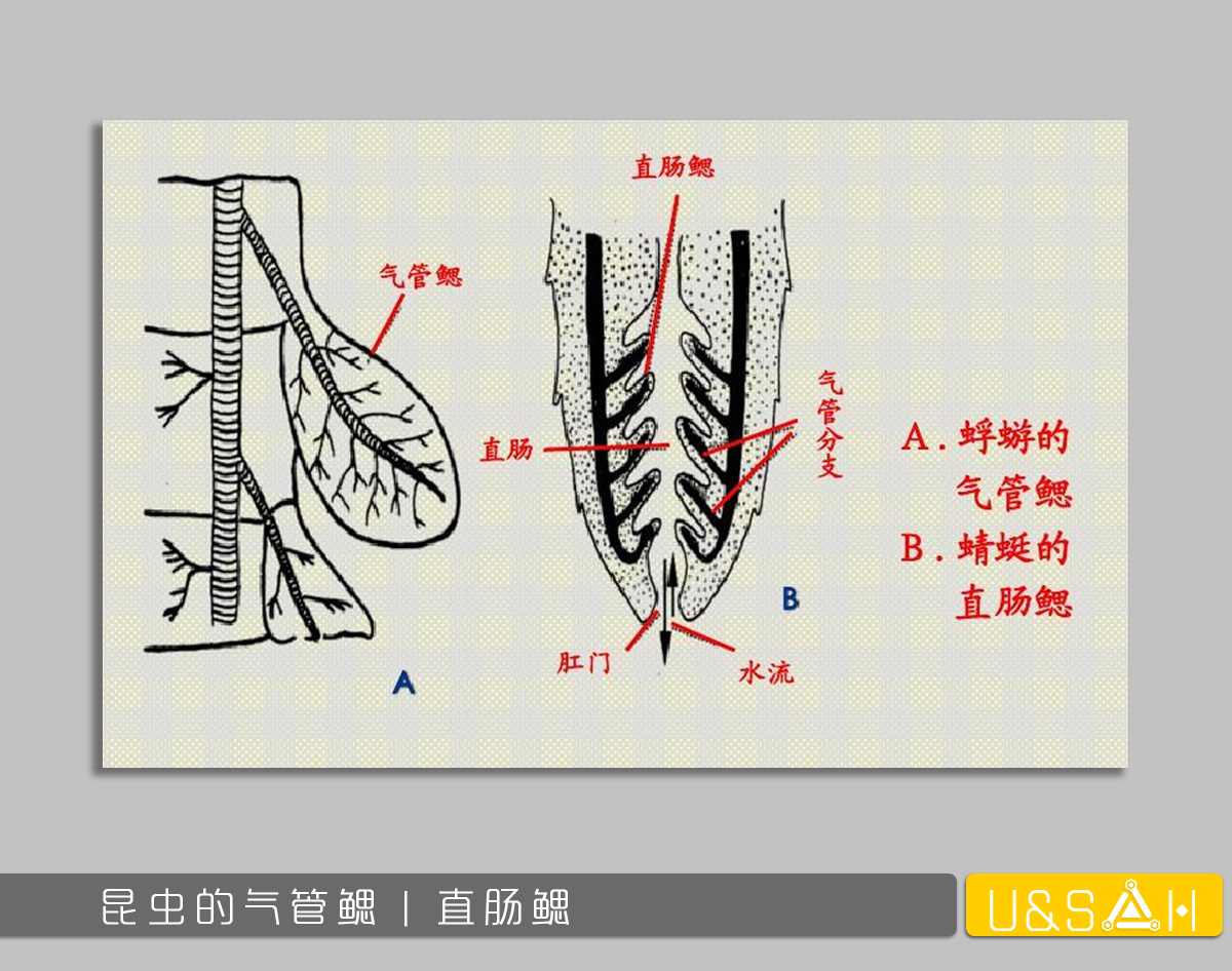 世間最變態(tài)的生物是什么？是蝴蝶！最殘忍的生物呢？還是蝴蝶