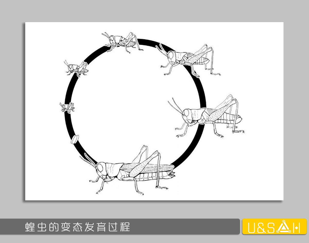 世間最變態(tài)的生物是什么？是蝴蝶！最殘忍的生物呢？還是蝴蝶