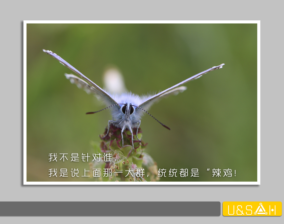 世間最變態(tài)的生物是什么？是蝴蝶！最殘忍的生物呢？還是蝴蝶