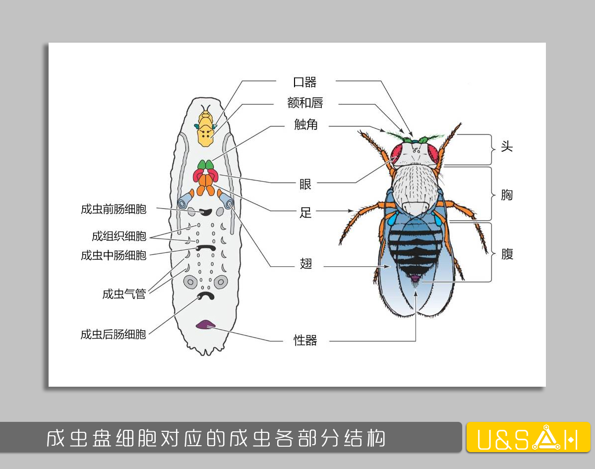 世間最變態(tài)的生物是什么？是蝴蝶！最殘忍的生物呢？還是蝴蝶