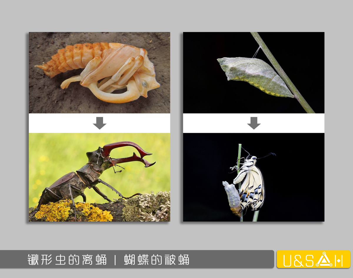 世間最變態(tài)的生物是什么？是蝴蝶！最殘忍的生物呢？還是蝴蝶