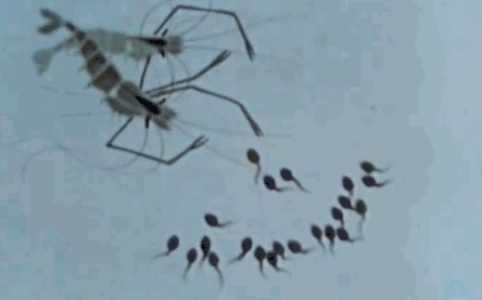 世間最變態(tài)的生物是什么？是蝴蝶！最殘忍的生物呢？還是蝴蝶