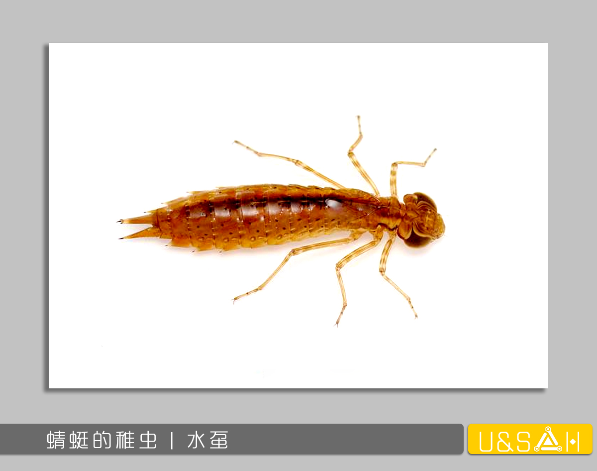 世間最變態(tài)的生物是什么？是蝴蝶！最殘忍的生物呢？還是蝴蝶