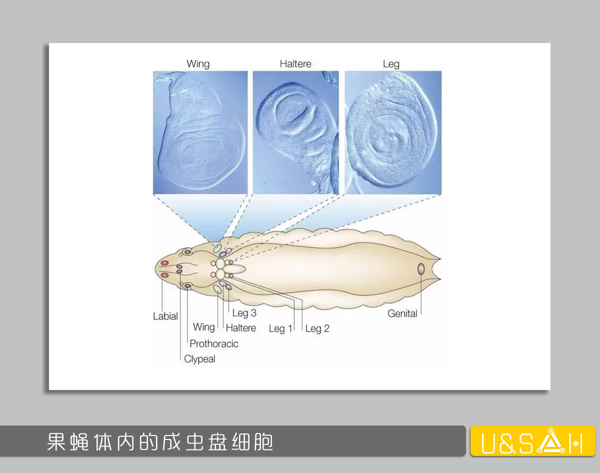 世間最變態(tài)的生物是什么？是蝴蝶！最殘忍的生物呢？還是蝴蝶