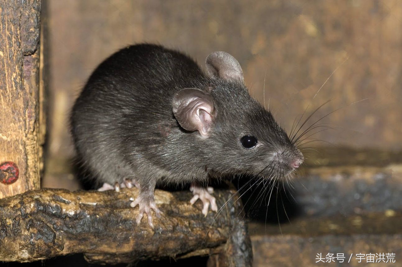 若不殺死它，2只變成5億只