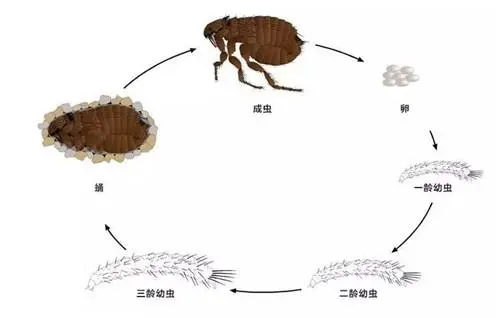 家中看不見的跳蚤哪里來的？要怎么處理？