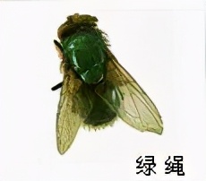 大強蟲控：常見的家庭蟲害 您家里有哪幾種？