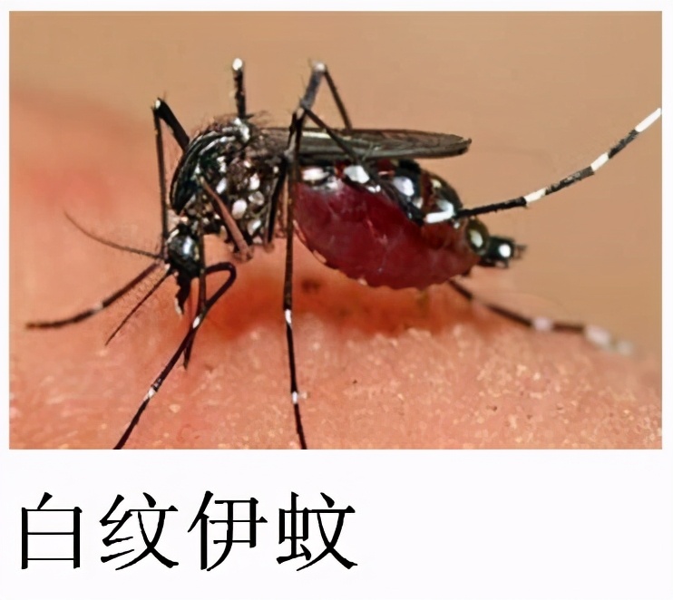 大強蟲控：常見的家庭蟲害 您家里有哪幾種？