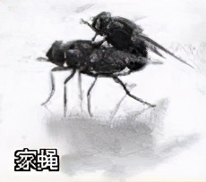 大強蟲控：常見的家庭蟲害 您家里有哪幾種？