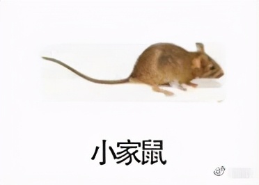 大強蟲控：常見的家庭蟲害 您家里有哪幾種？